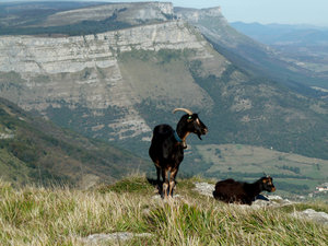 Goats on Orduna Ridge