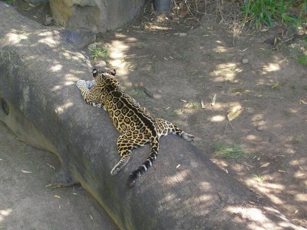 Jaguar from South America