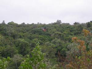 Tiniqua Treetops