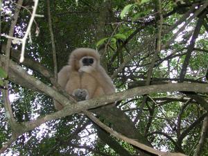 Atlus the gibbon ape