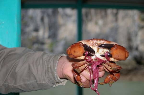 Up close with the crab