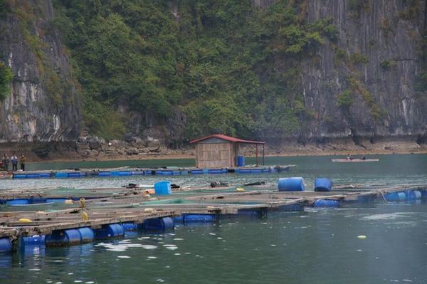 Nets for the captive fish