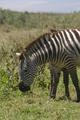 The rare six-legged zebra