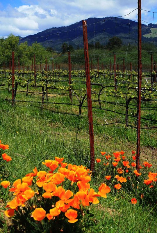 Sonoma - California Poppies and Vines