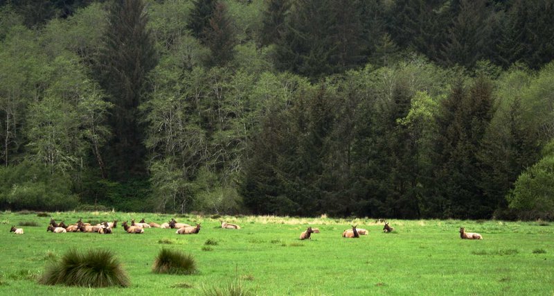 Elk Meadow near Orick