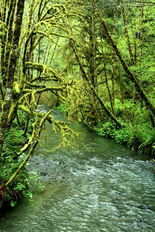Redwood Forest- Eerie moss