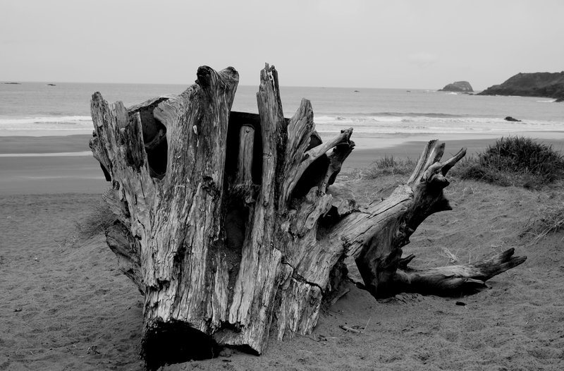 Trinidad Bay - the driftwood bench