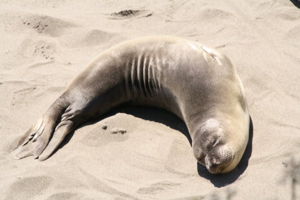 Happiness: is an elephant seal?