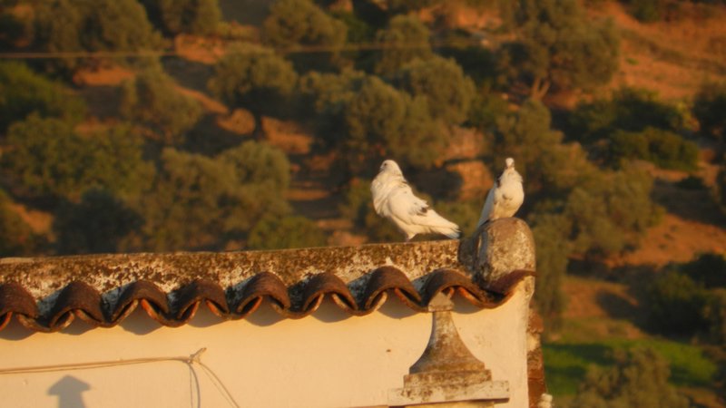 Love doves
