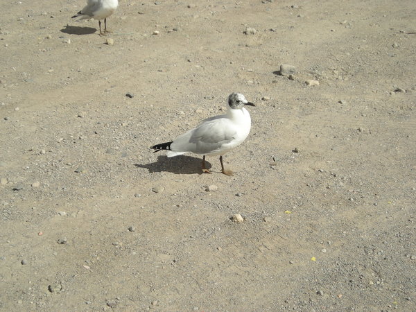 Bird at Bolivia/Chle Border