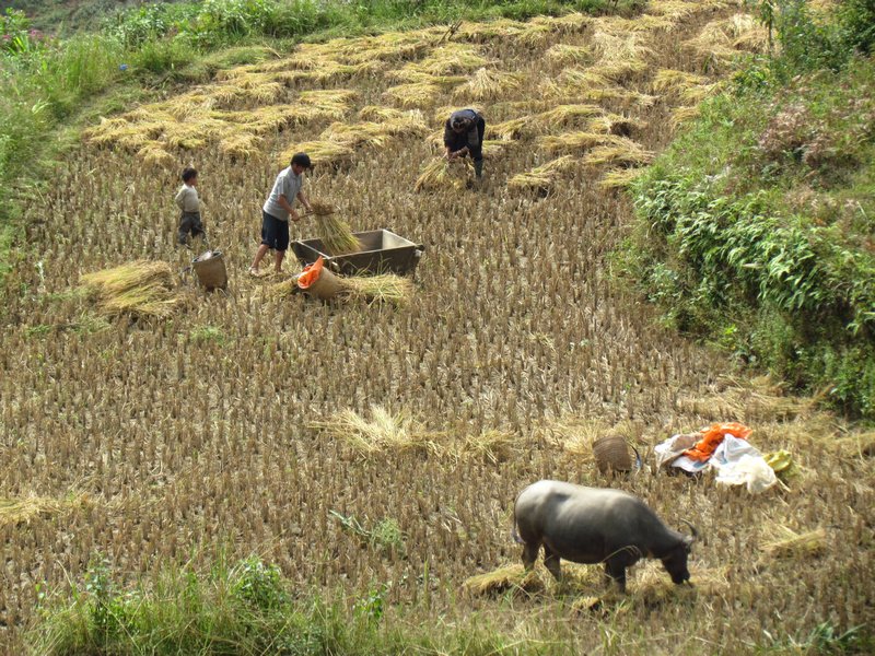 Hard at work in the rice fields