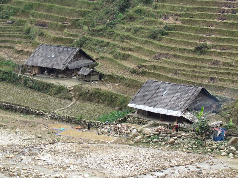 Village houses in the rice fields