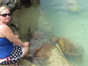 Turtle feeding