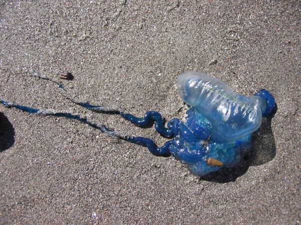 Stranded blue jellyfish