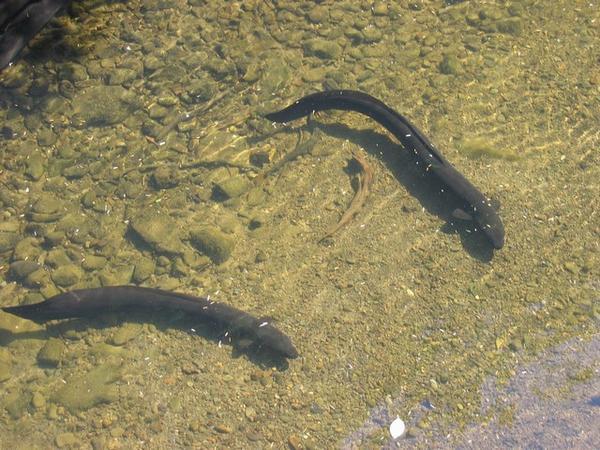 Large fat eels at Mount Bruce