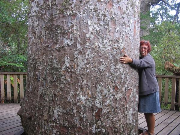 Hugging a kauri tree
