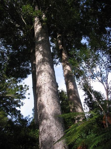 Towering Kauri