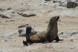 Fur seal at the colony