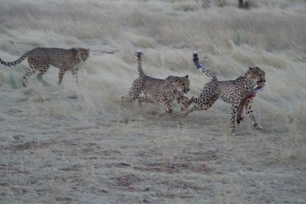 Cheetahs tussle for the donkey meat
