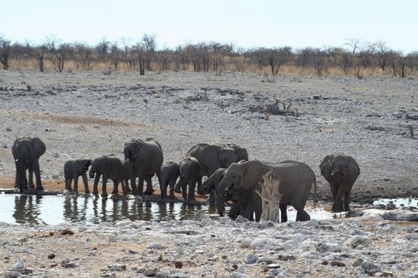 Elephant herd at watering hole