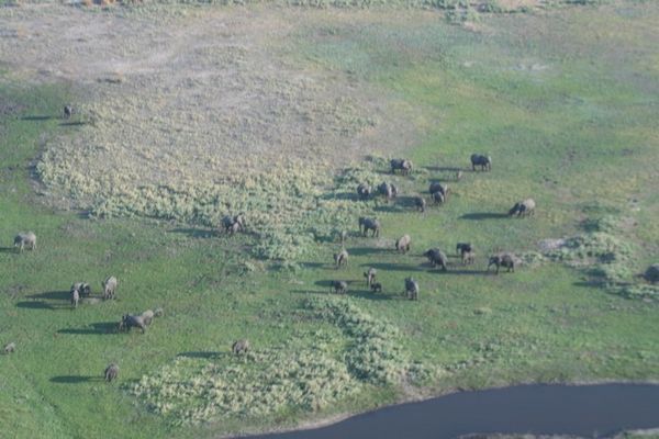 Elephant herd from the plane