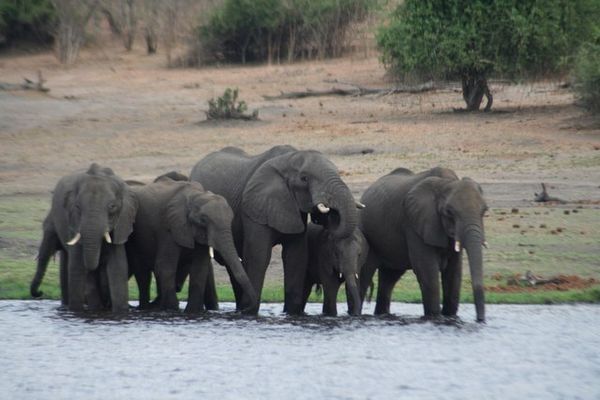 Elephant herd at rivers edge
