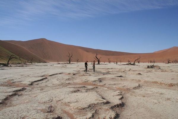 Srange desert landscape with dead forest