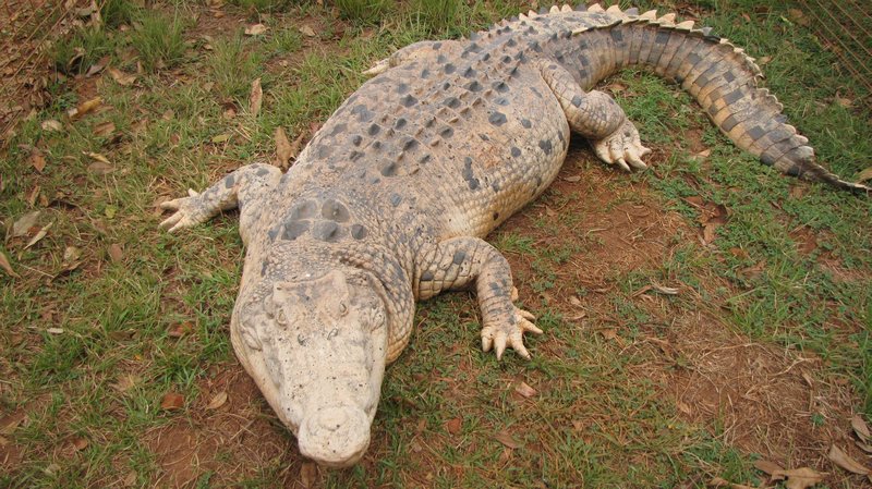 The croc at the croc tent