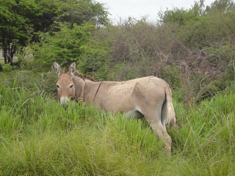 Secluded Donkey