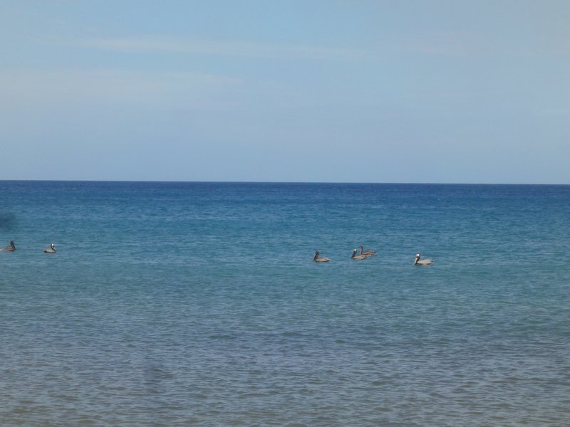 distant pelicans