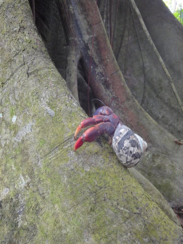 Hermit Crab climbs tree