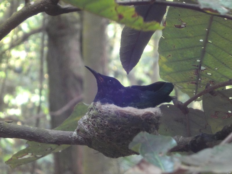 Purple Throated Humming Bird fledgling