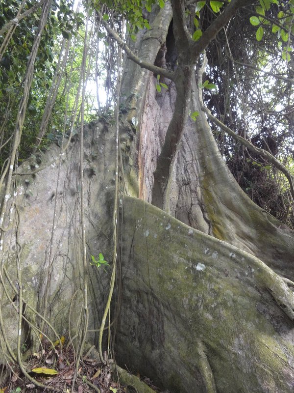 Bunion Tree roots
