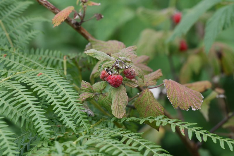 Wild raspberries by Loch Alsh