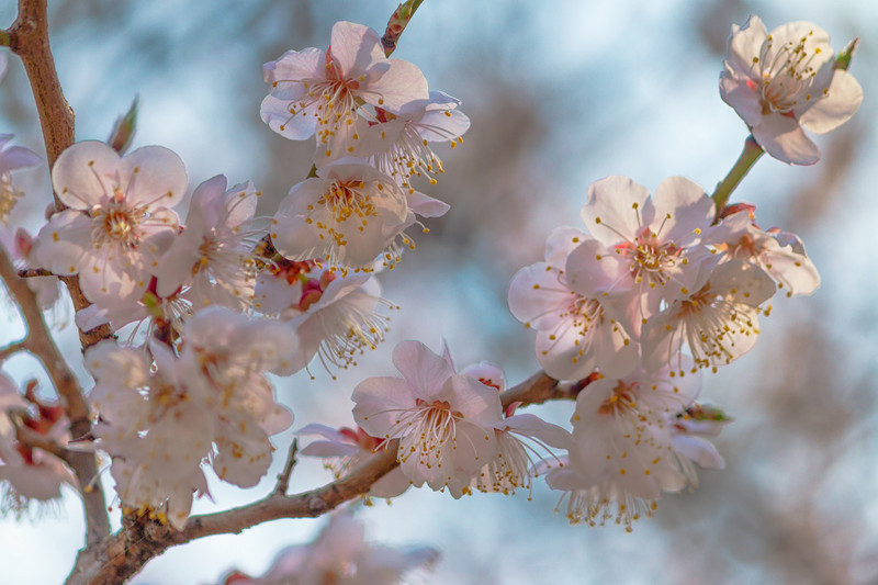 Cherry Blossoms- Seoul