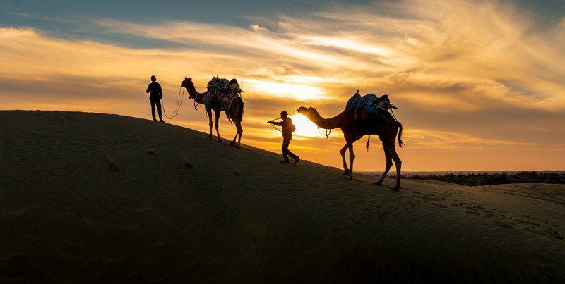 Camel Sunset