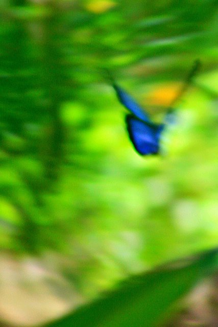 Elusive Blue Morpho Butterfly