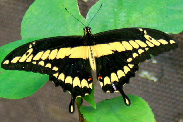 Granada Butterfly