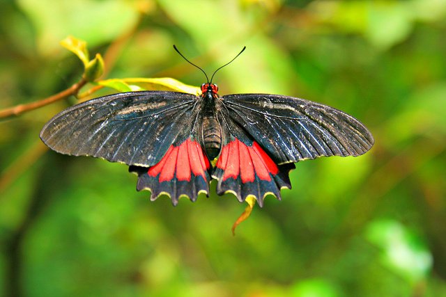 Granada Butterfly