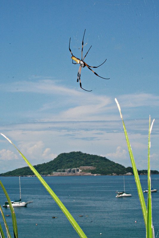 Taboga Spider