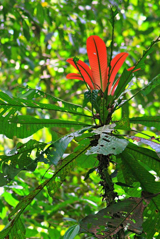 Costa Rica Jungle