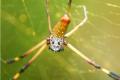 Costa Rica Corn Spider