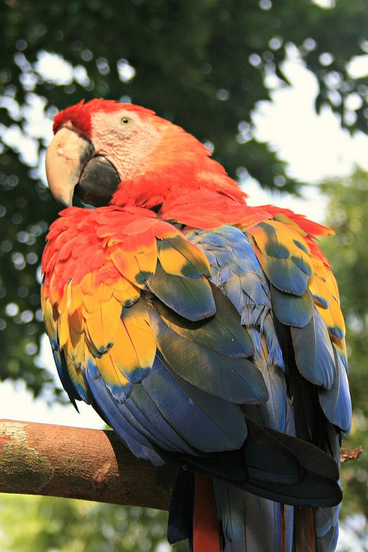 Copan Ruins Macaw