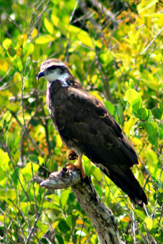 New River Bird - Belize