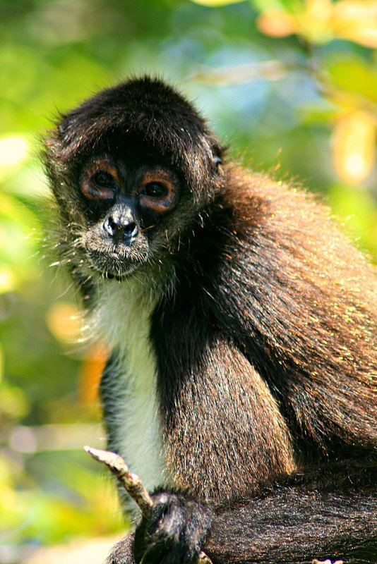 New River Spider Monkey - Belize