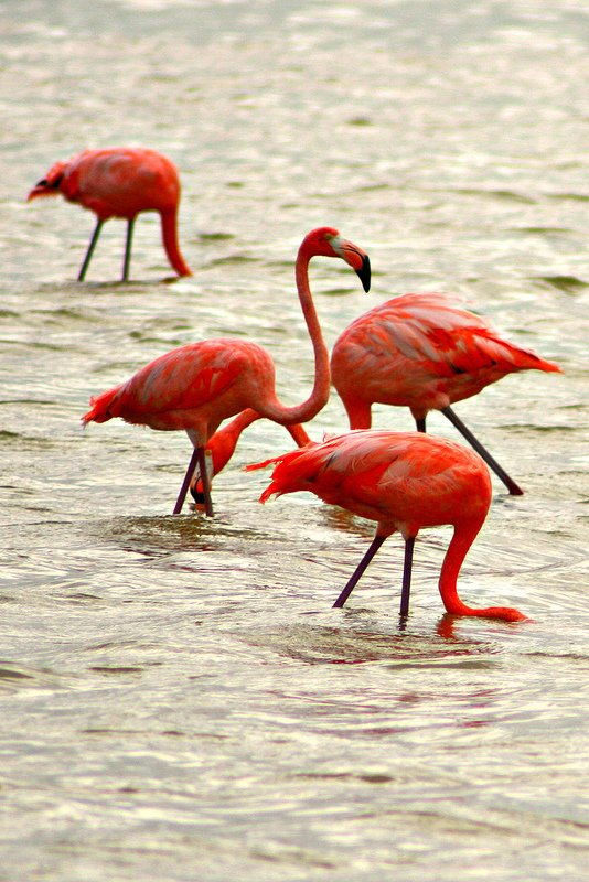 Flamingo, Telchuc Puerto