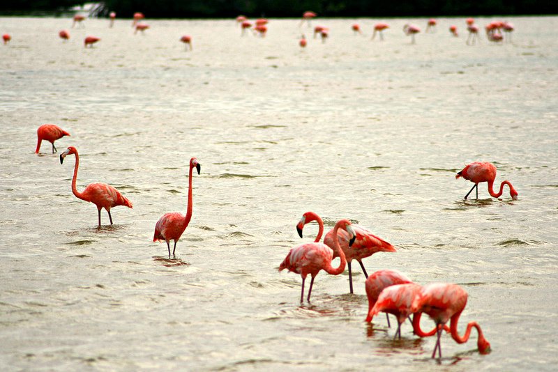 Flamingos, Telchuc Puerto