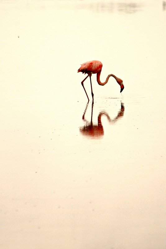 Solitary Flamingo, Uxmal