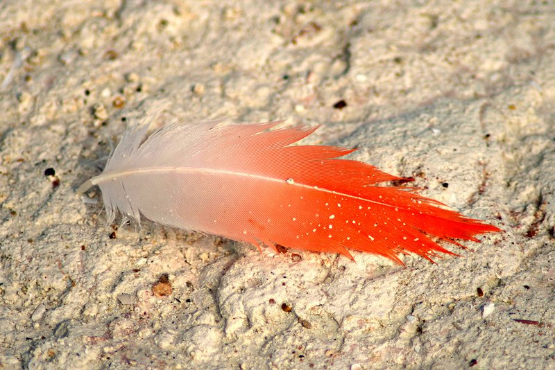Telchuc Puerto Flamingo Feather 