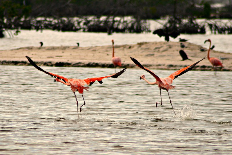 Telchuc Puerto Flamingos